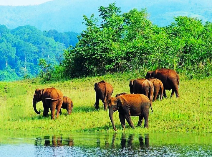 Periyar National Park
