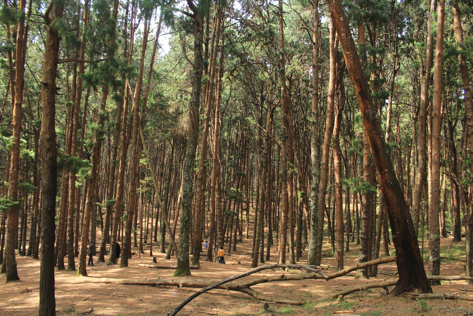 Pine Forest