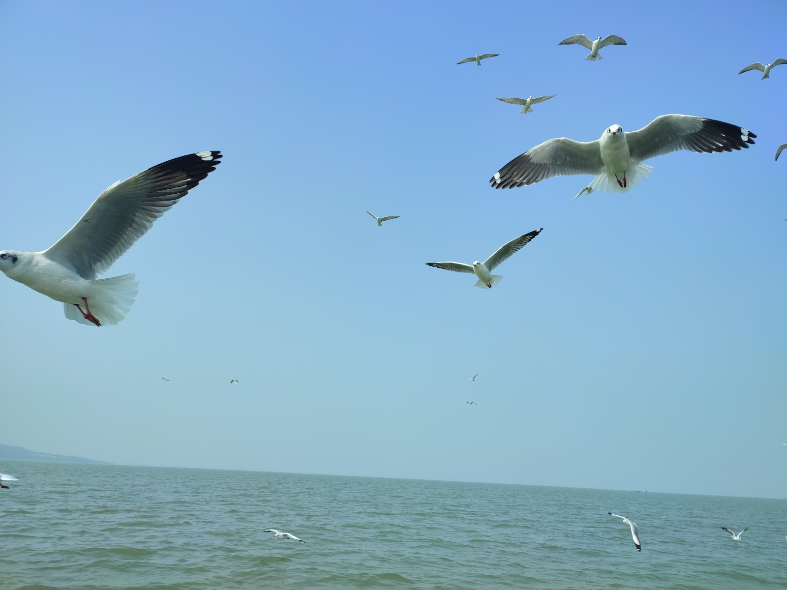 Chilika Lake