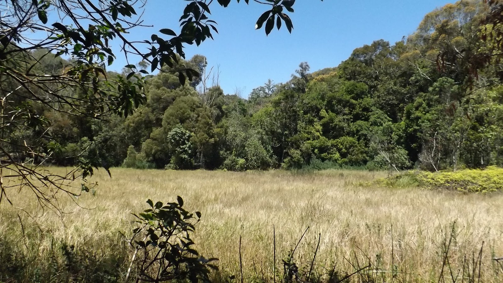 Longwood Shola Reserve Forest