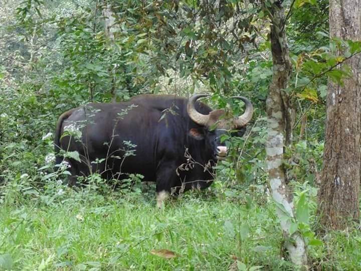 Thekkady Safari