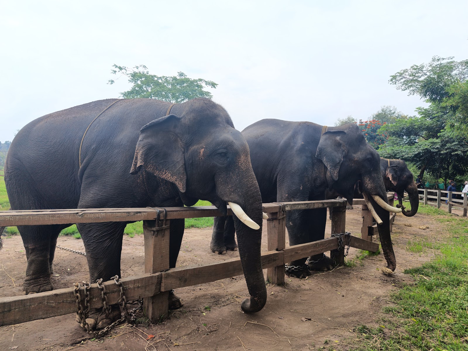 Dubare elephant camp