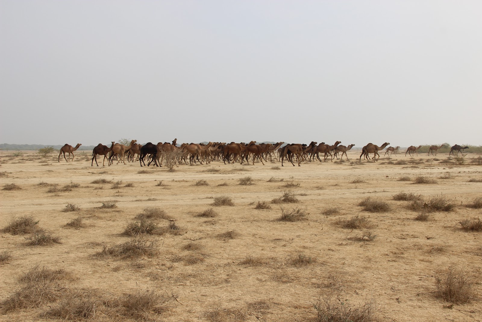 Chari-Dhand Wetland Conservation Reserve