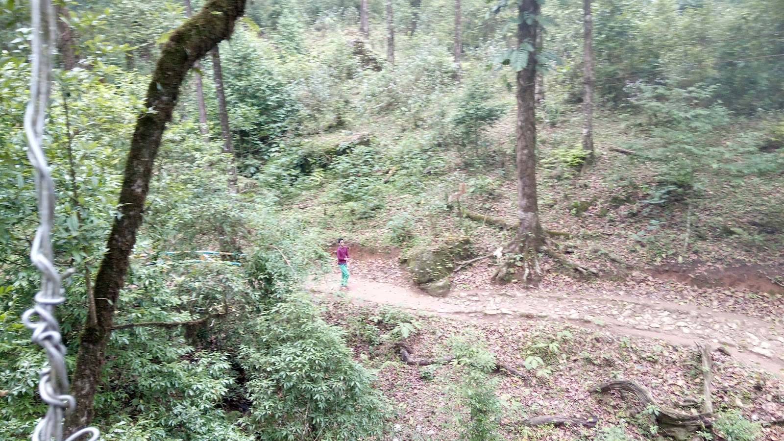 Canopy Walk Kafer