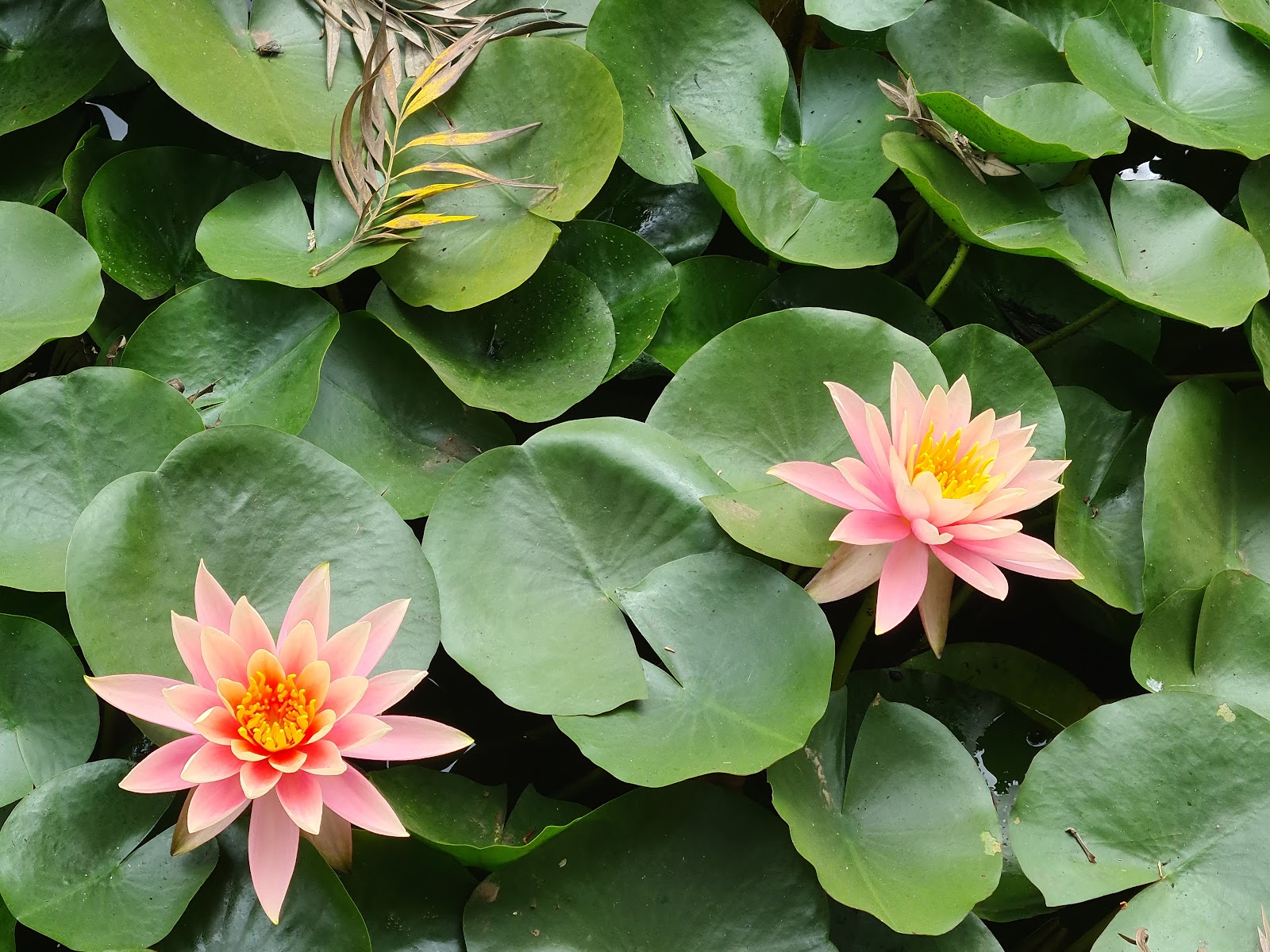 Mapro Garden