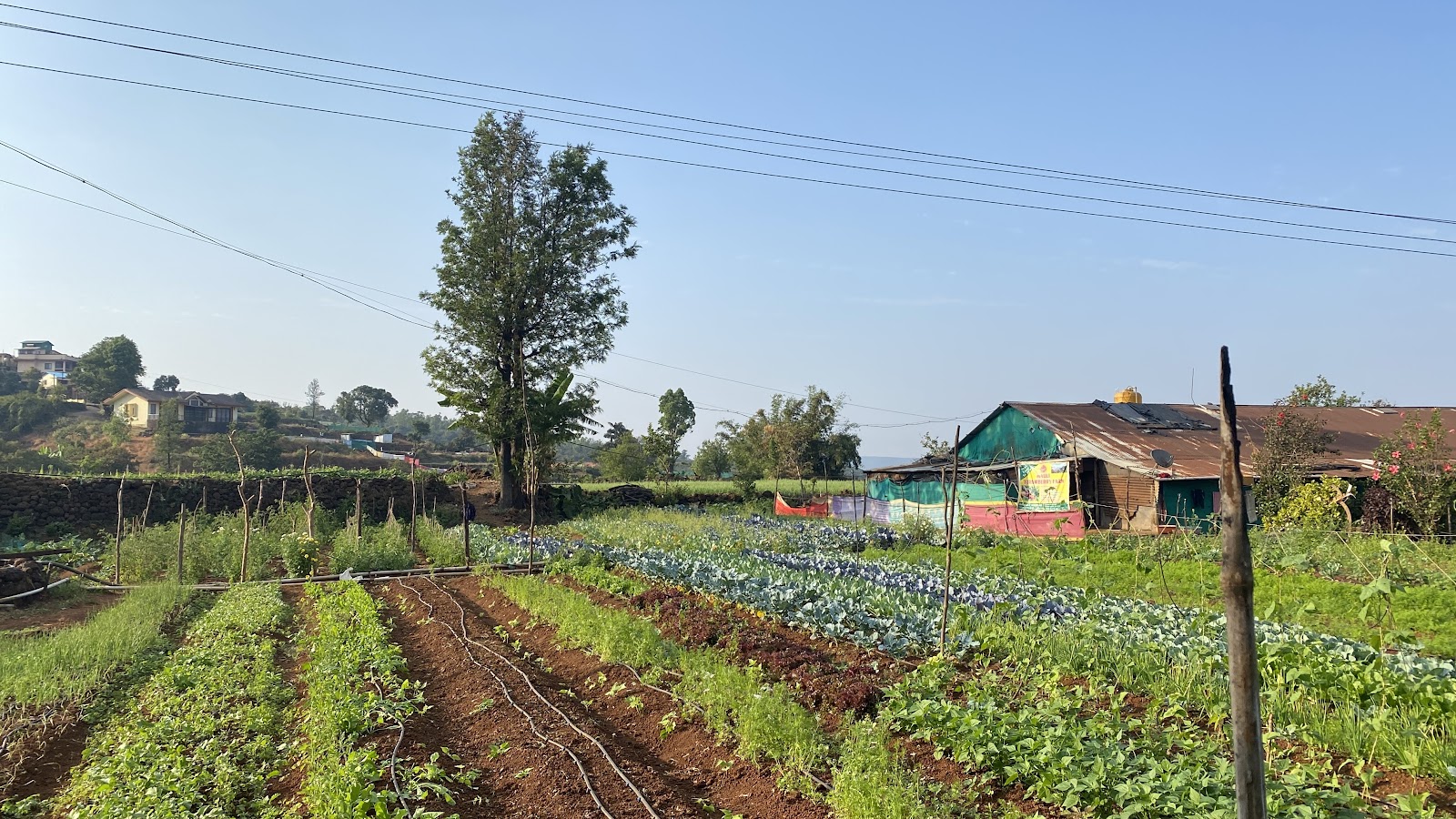 Mauli Strawberry Farm