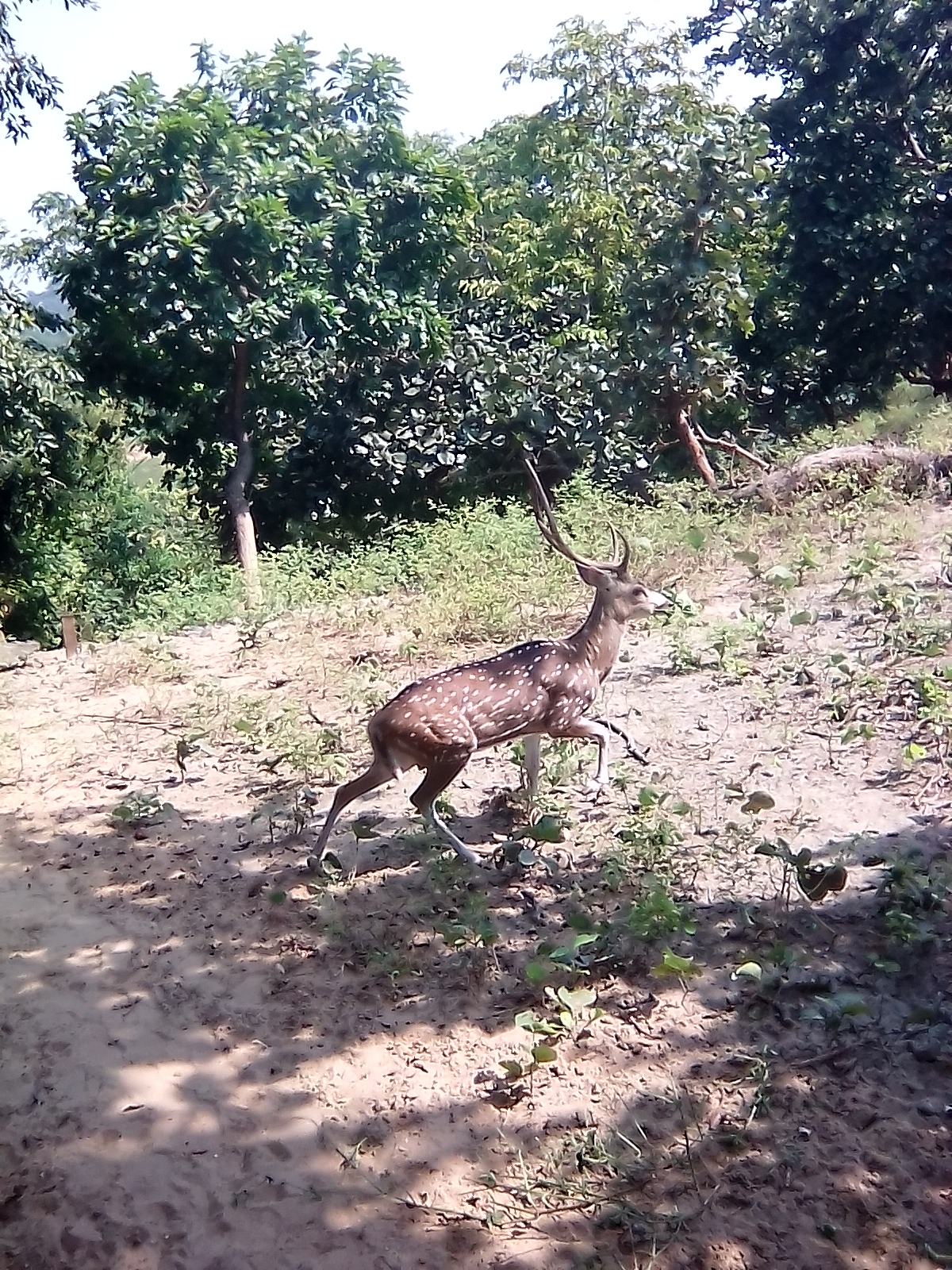 Deer Park