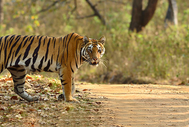 Kanha Tiger Reserve