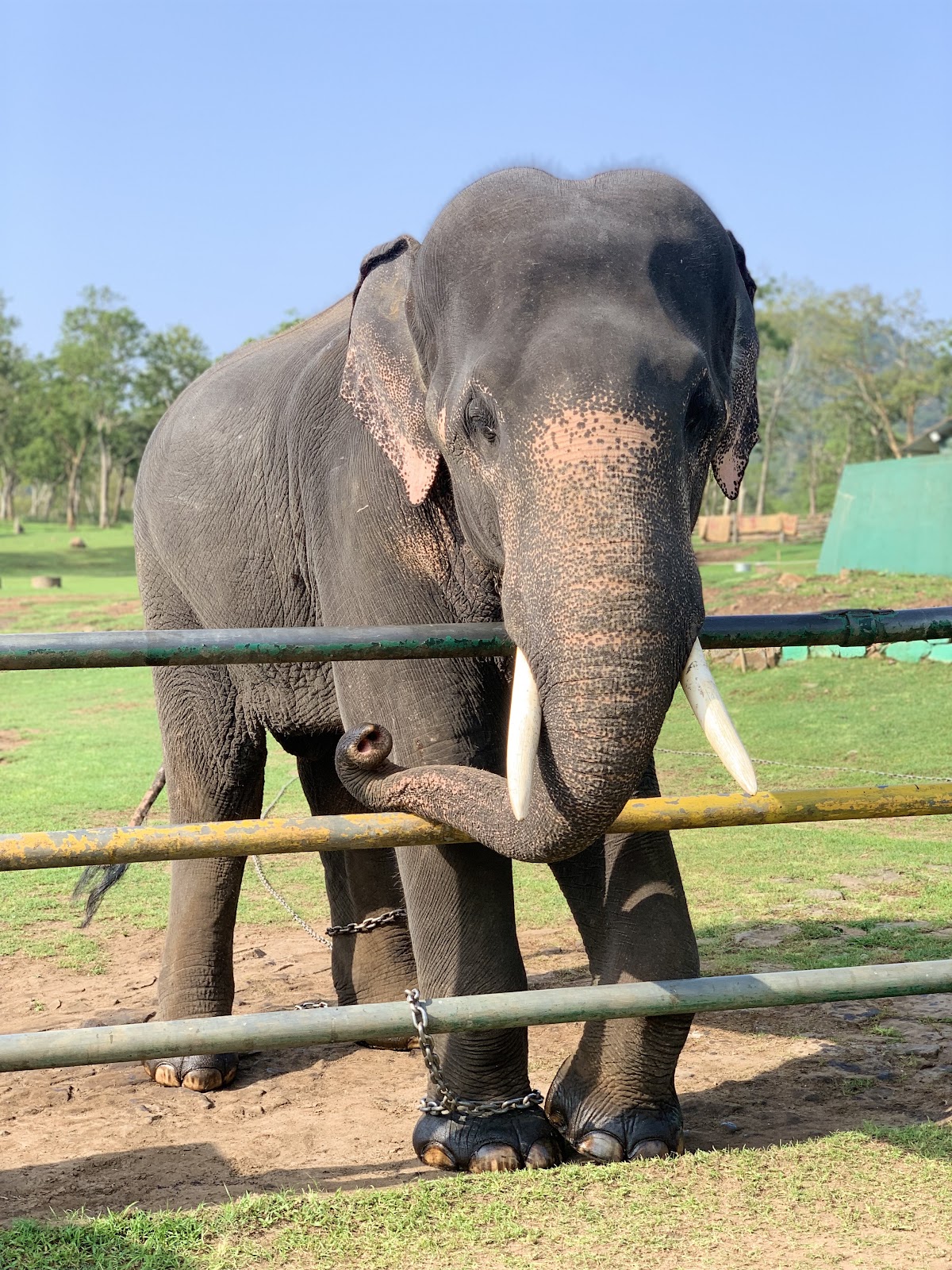Theppakadu Elephant Camp