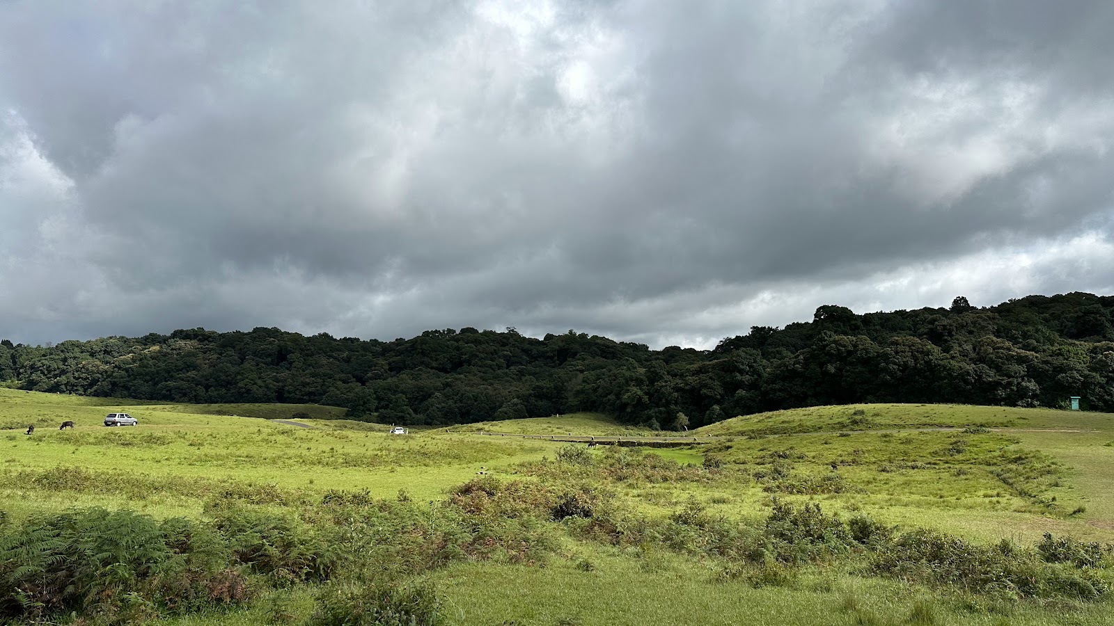 Mawphlang sacred Forest