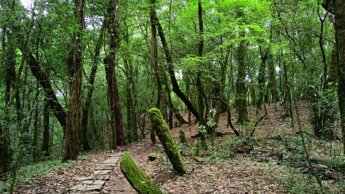 Mawphlang Sacred Forest