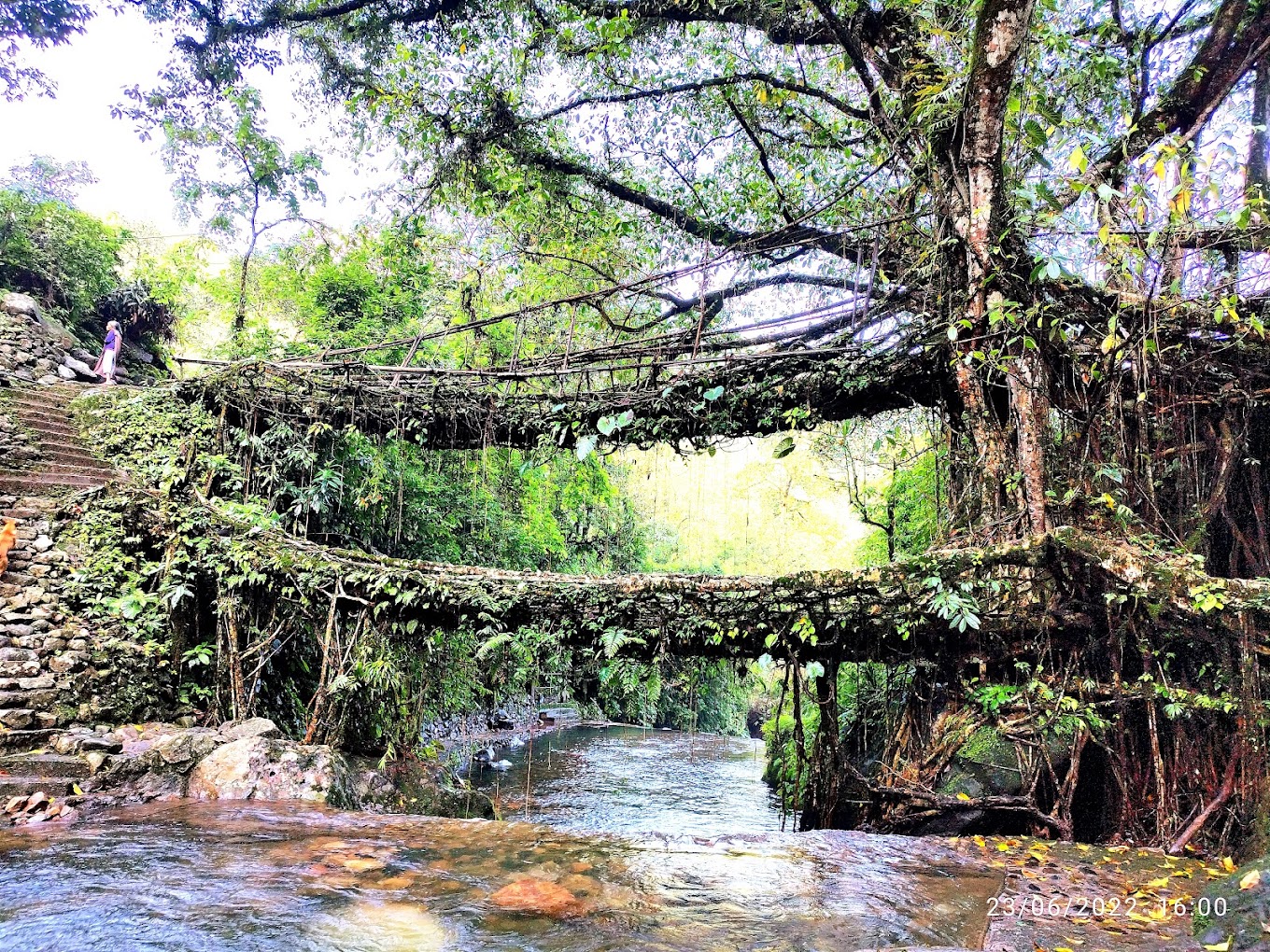 Double Decker Living Root Bridge