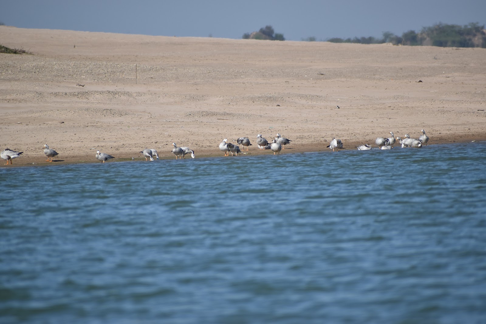 National Chambal Sanctuary