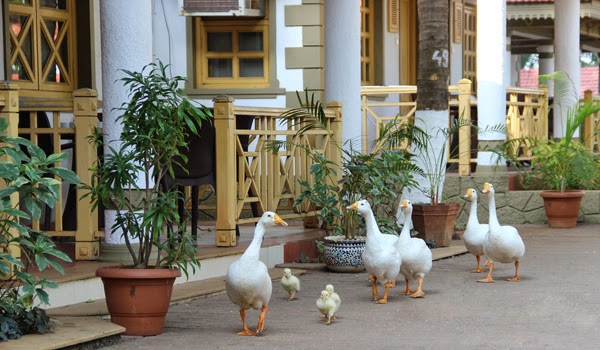 Golden Swan Beach Resort