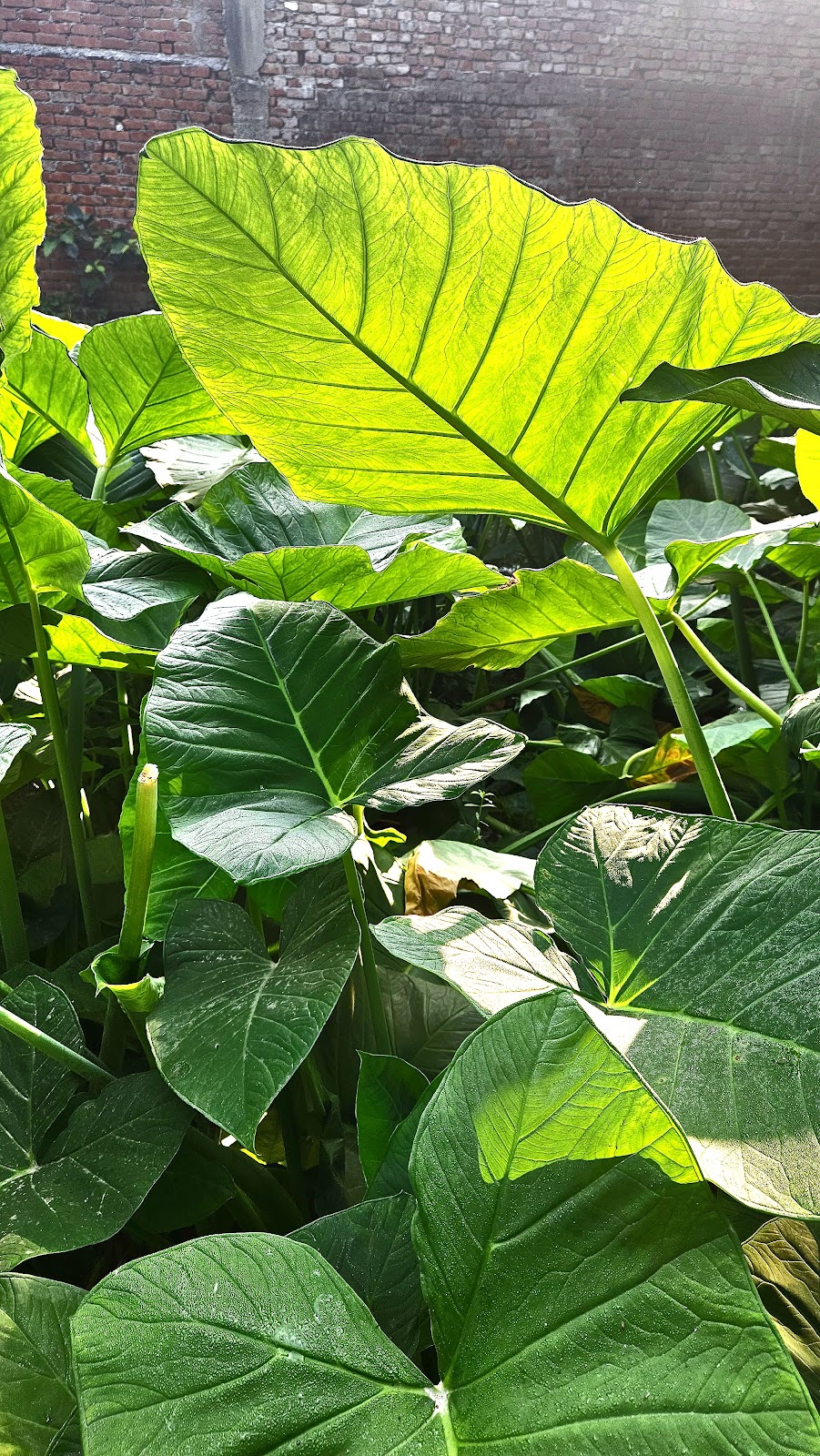 Company Garden