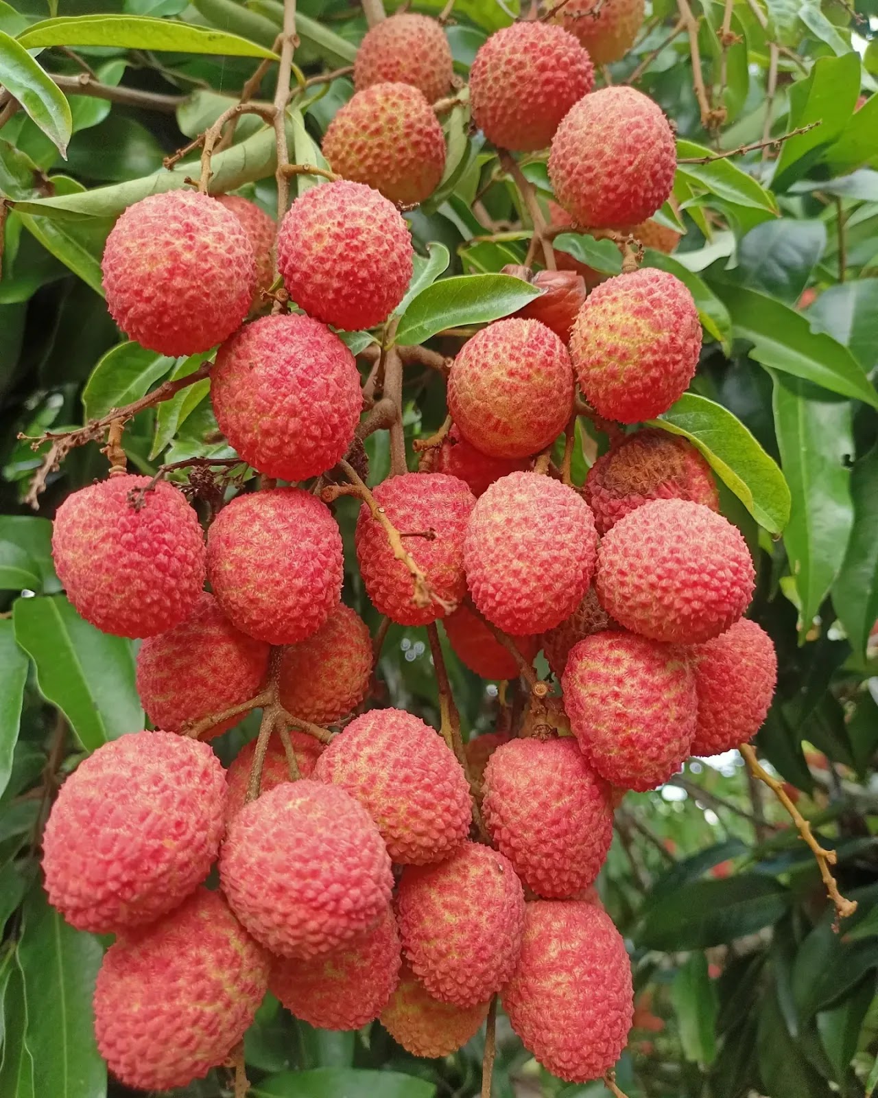 Litchi Garden
