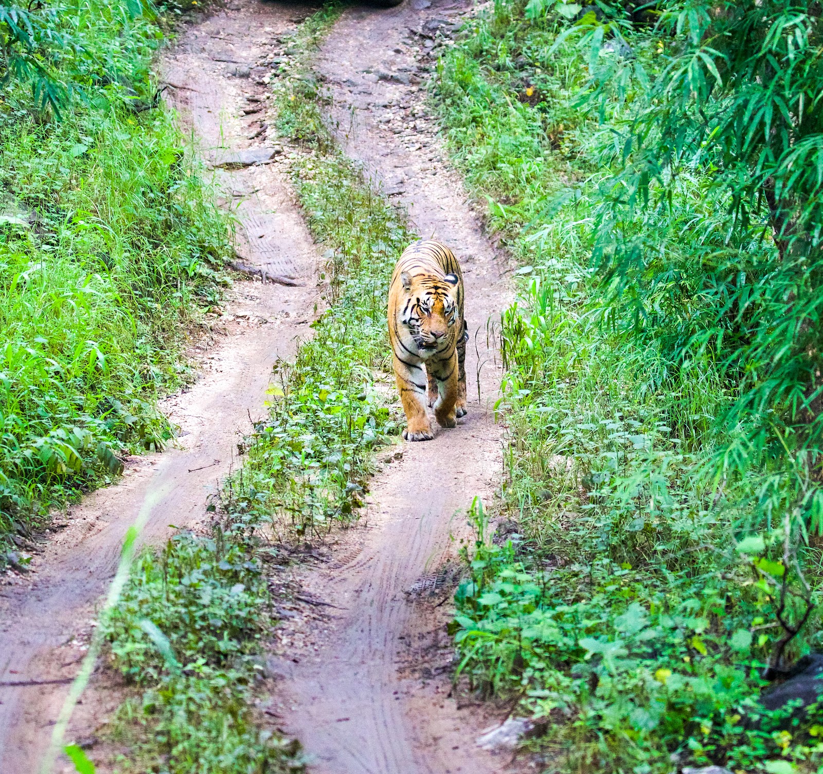 Pench National Park