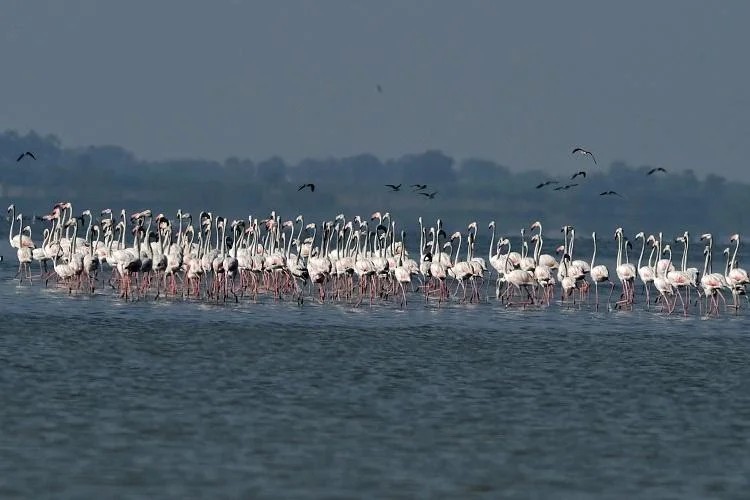 Pulicat Lake