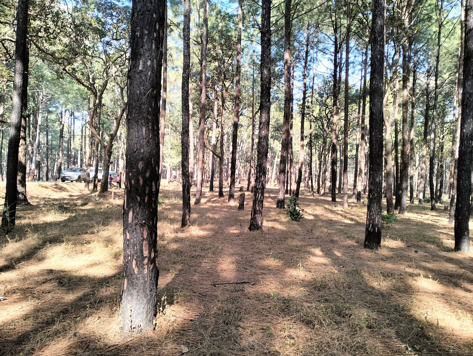 Pine Forest