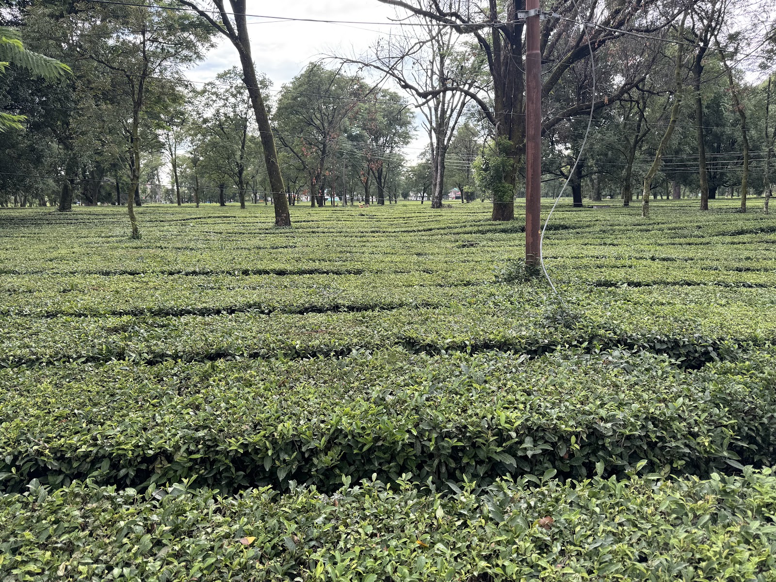 Palampur Tea Gardens