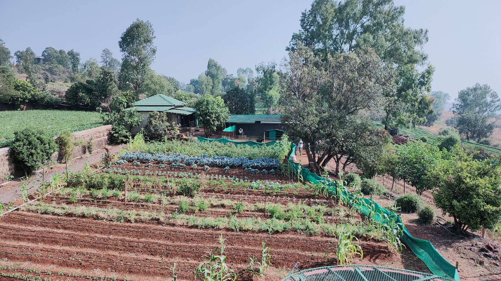 Sunberry Farms