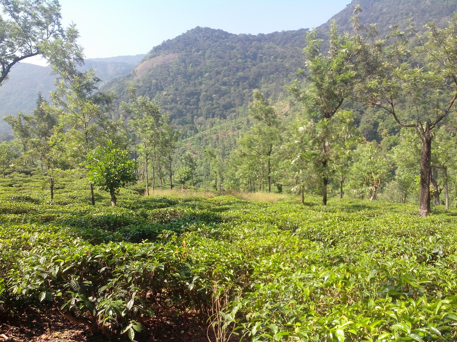 Manjolai
