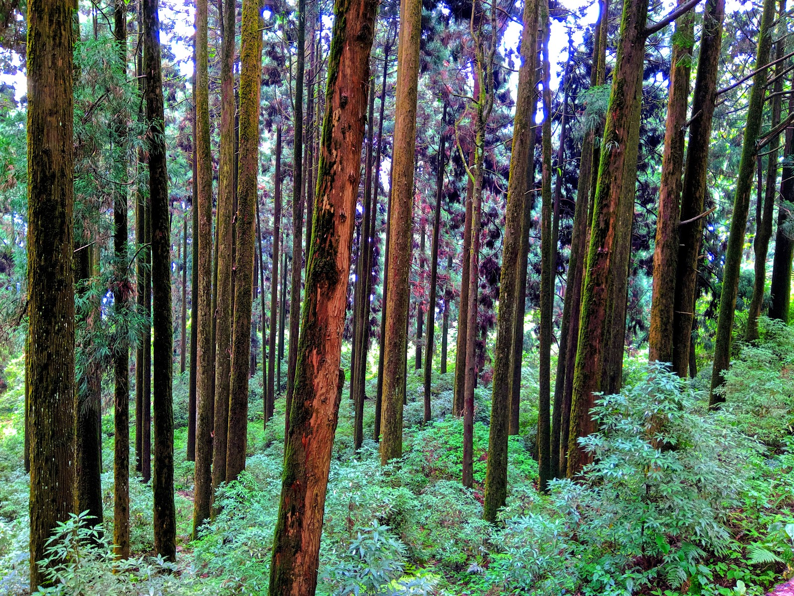 Silent Valley