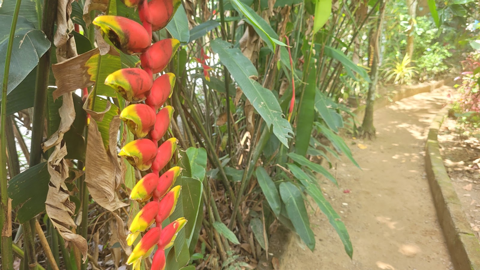 Thekkady Farm spice garden