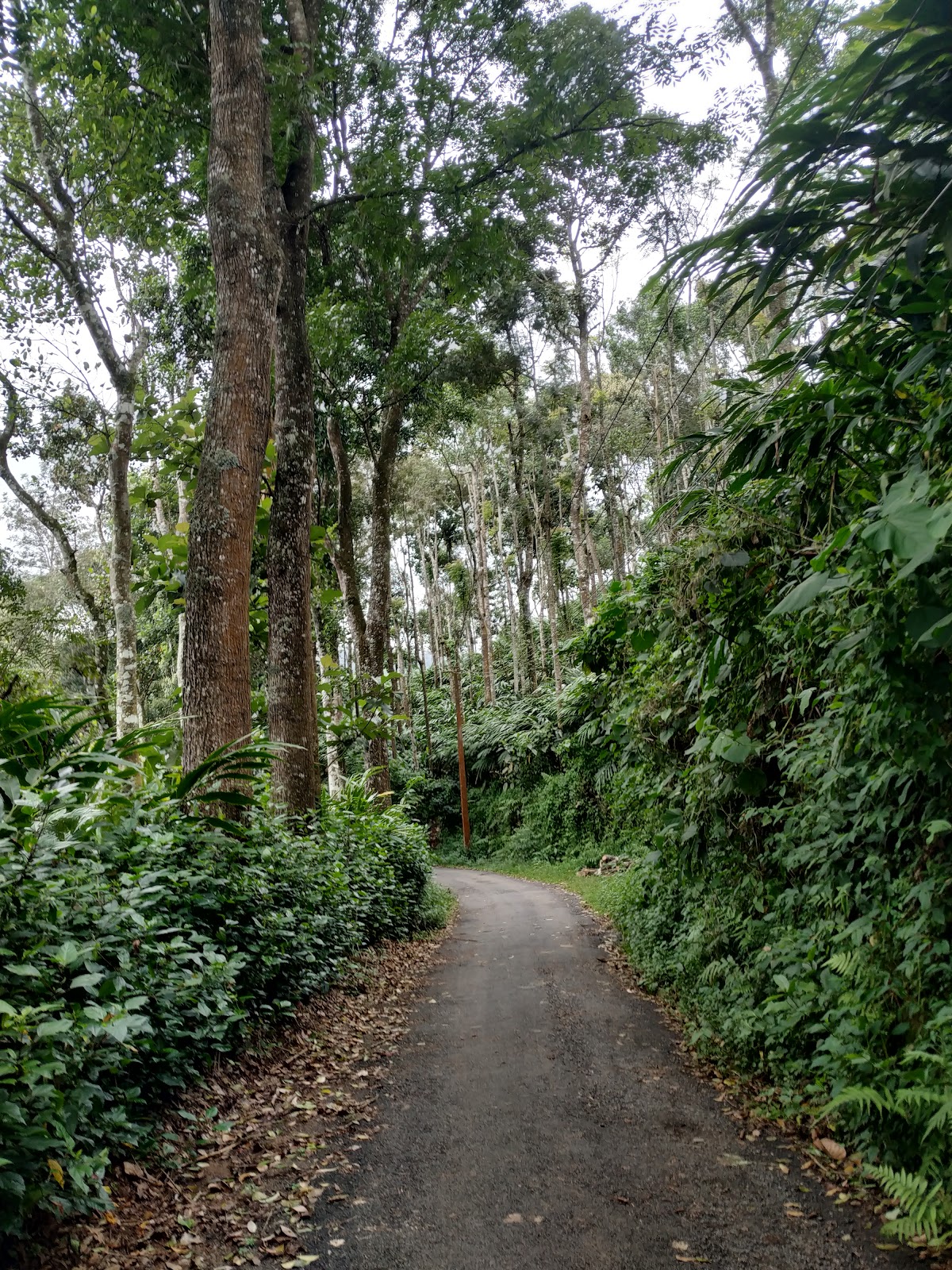 Murukkady
