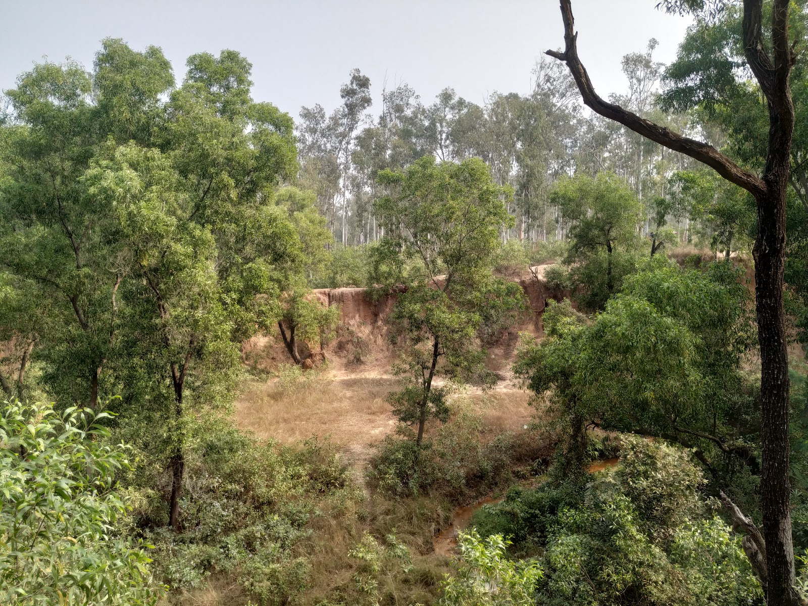 Sonajhuri Forest