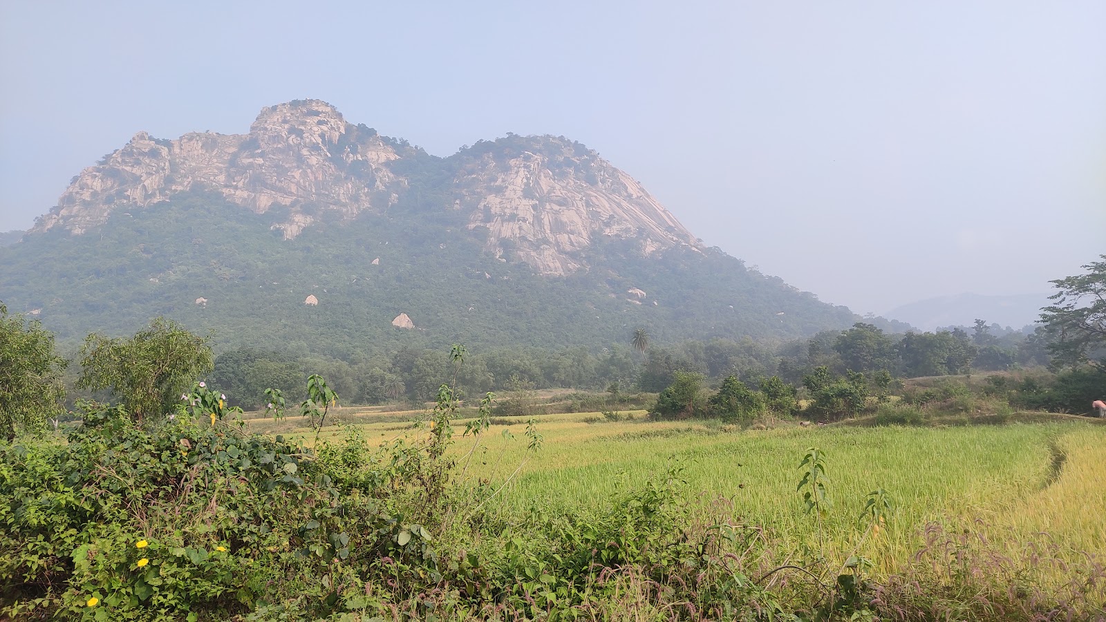 Pakhi Pahar