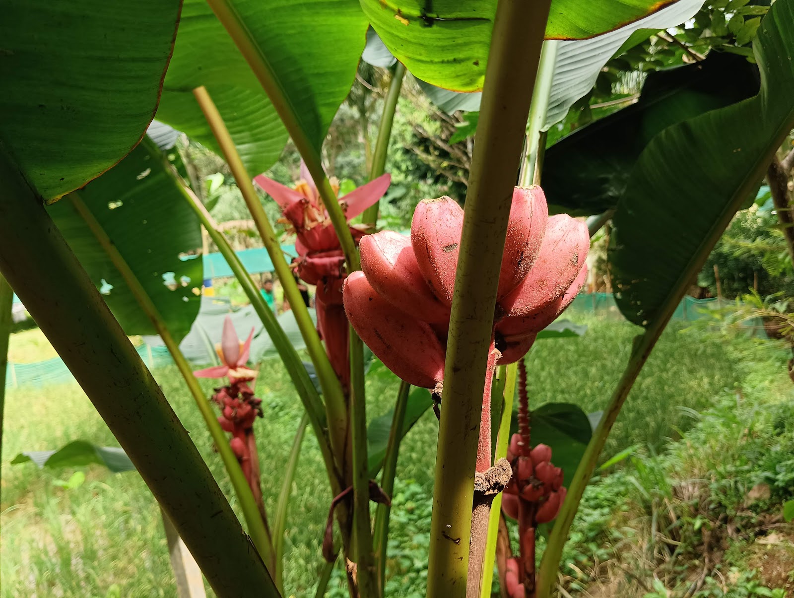 Spice Garden
