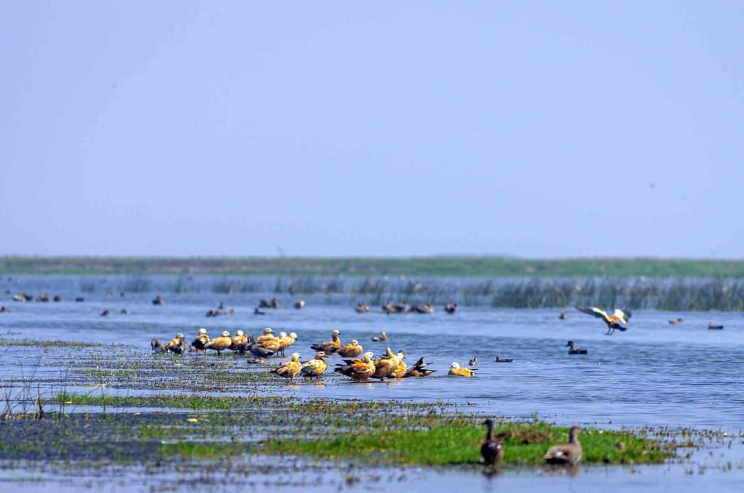 Nalbana Bird Sanctuary ନଳବଣ ପକ୍ଷୀ ଅଭୟାରଣ୍ୟ