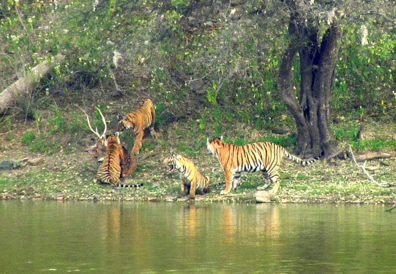 ranthambore-national-park
