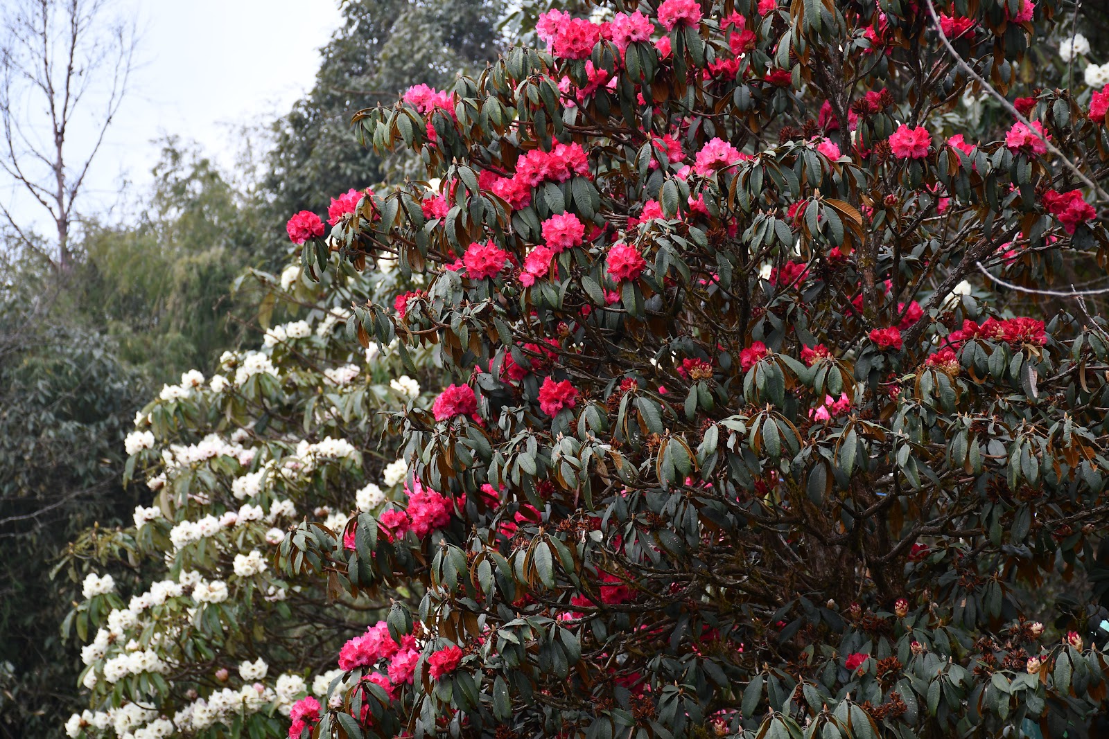 Barsey Rhododendron Sanctuary
