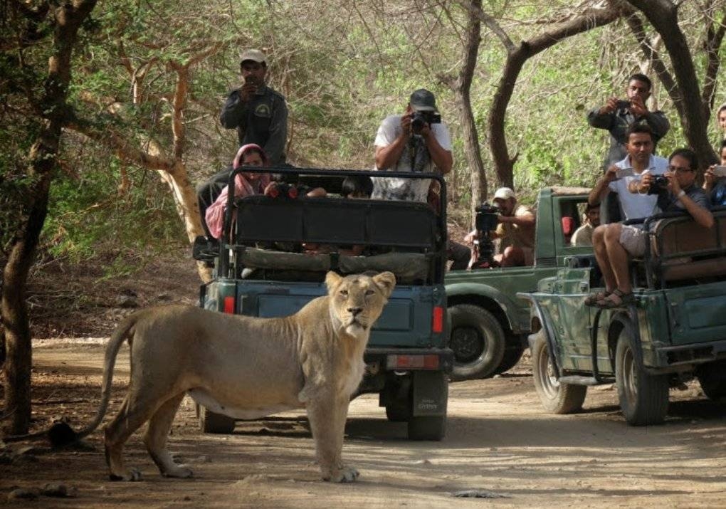 Gir National Park