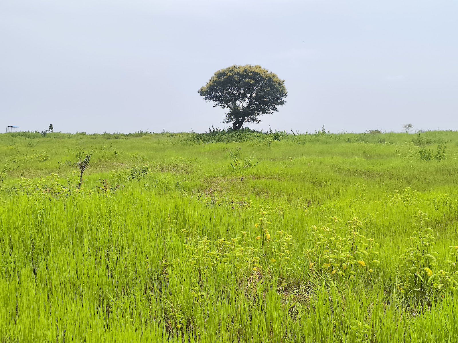 Great Indian Bustard Sanctuary