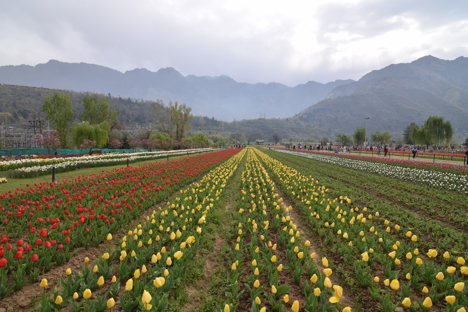 Tulip Garden Srinagar