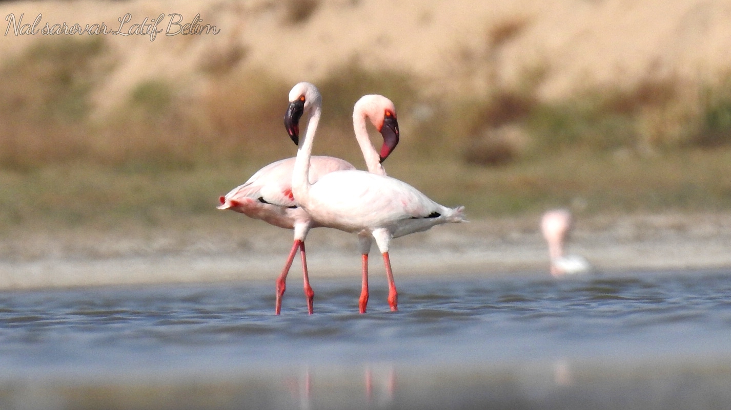 Nalsarovar Bird Sanctuary