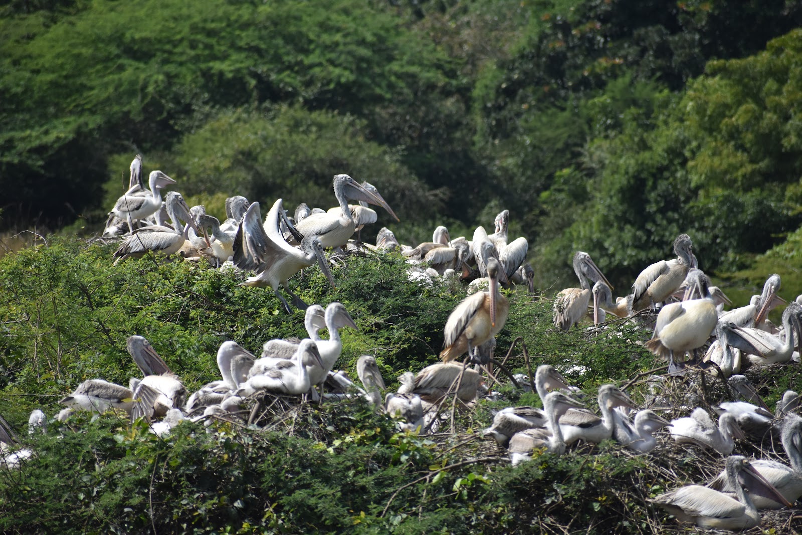 Nelapattu Bird Sanctuary