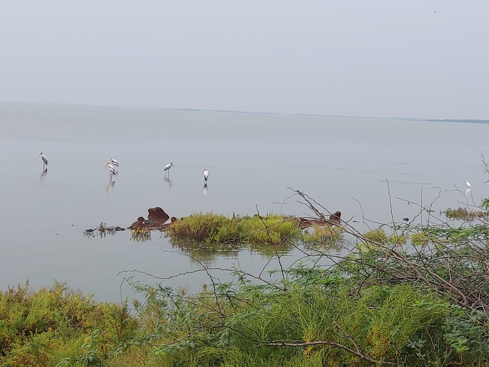 Pulicat Lake