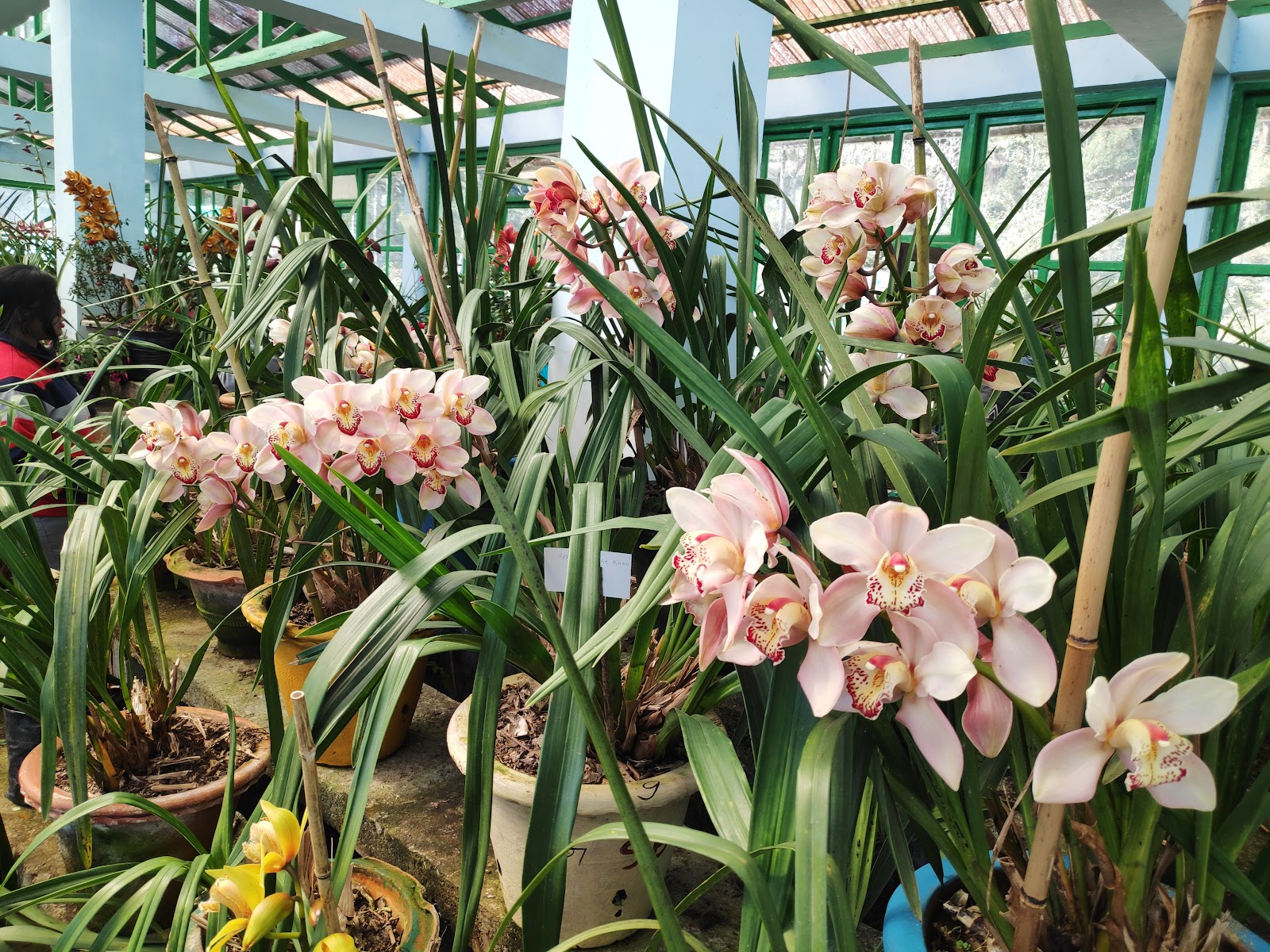 Takdah Orchid Centre