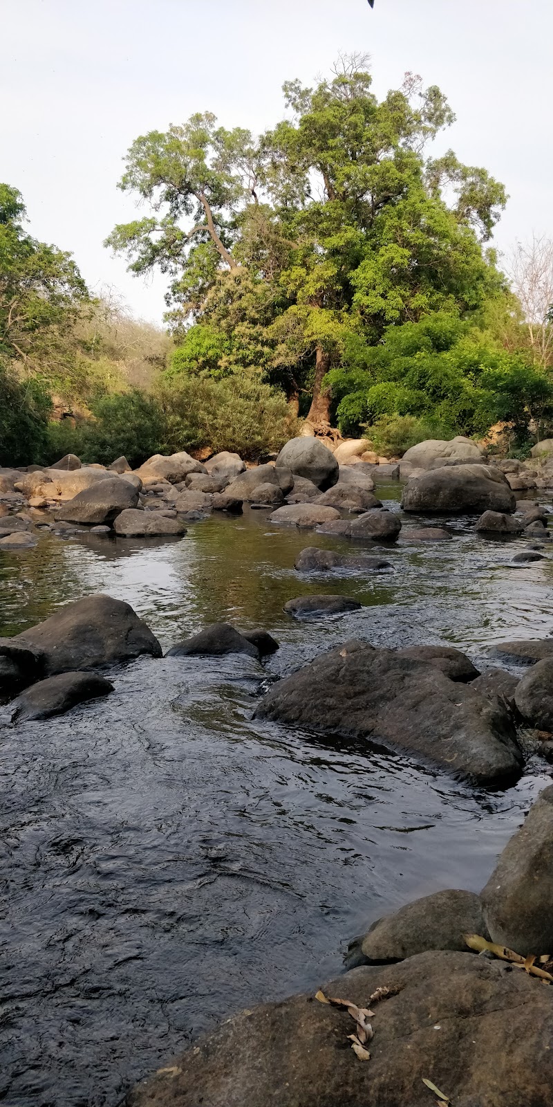 Puliancholai