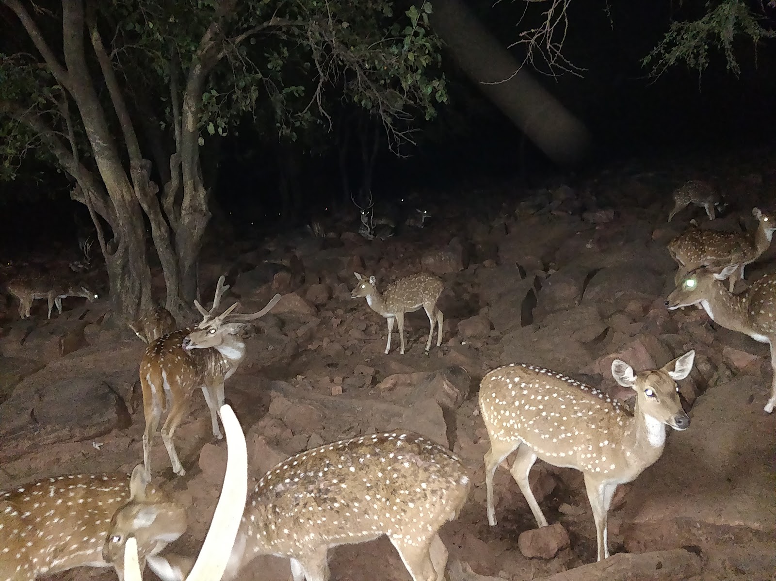 Tirumala Deer Park Reserve