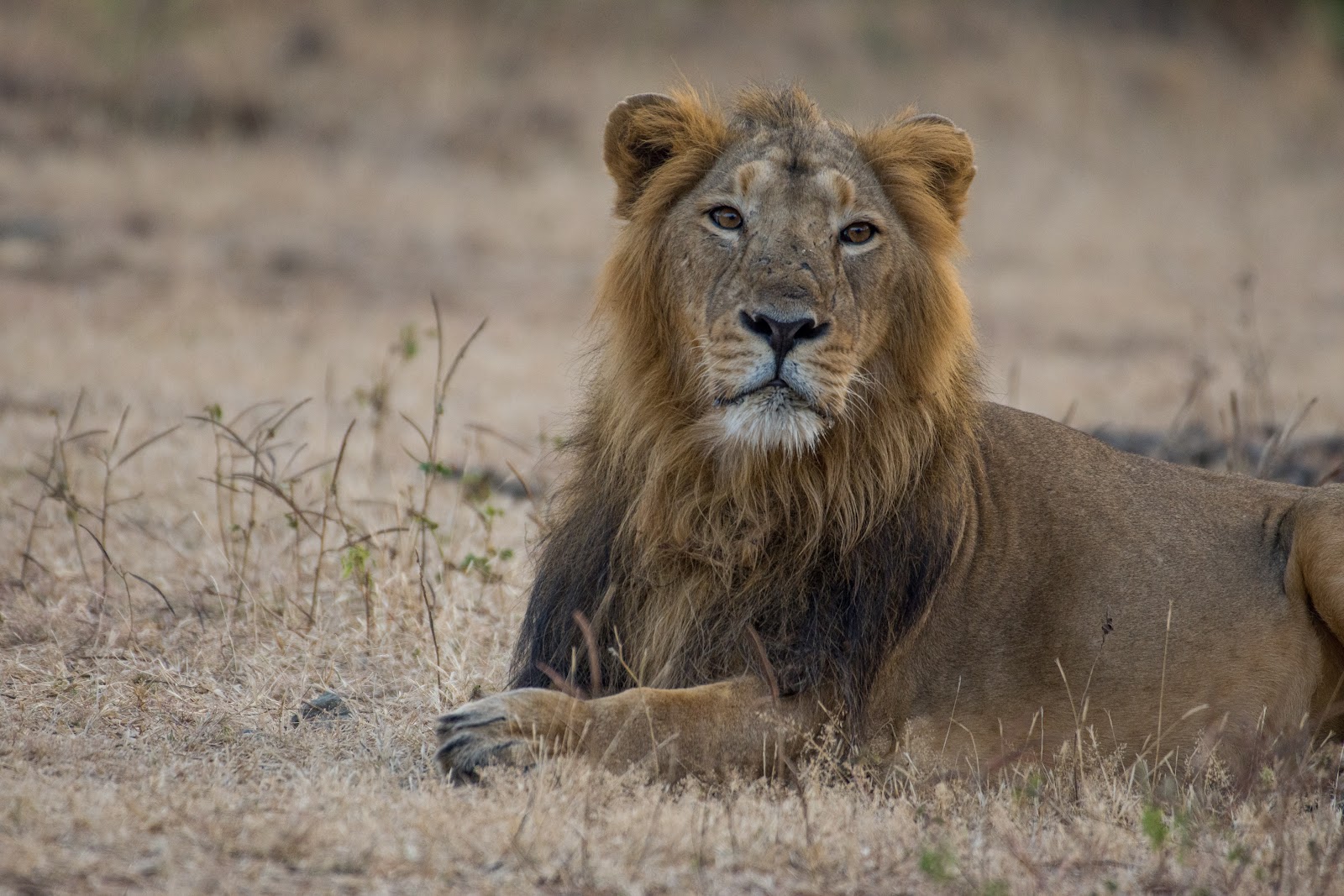 Gir National Park