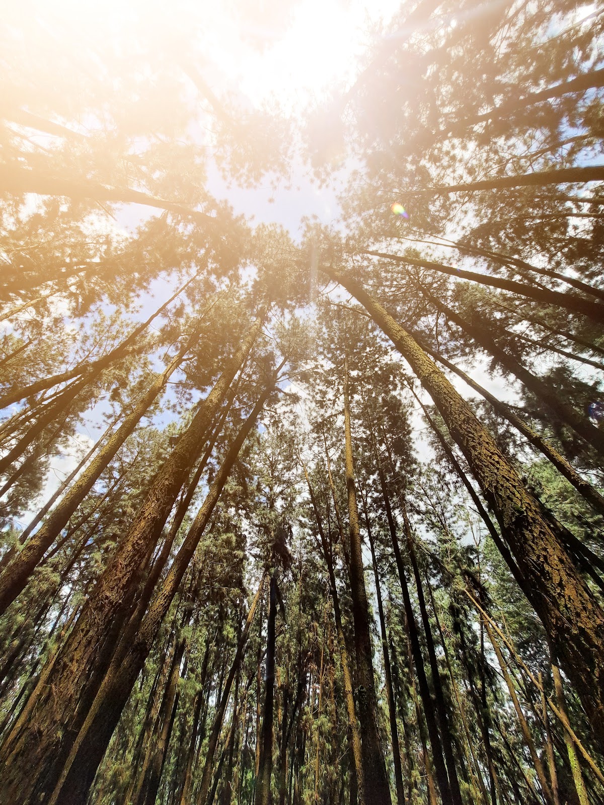 Pine Forest Vagamon