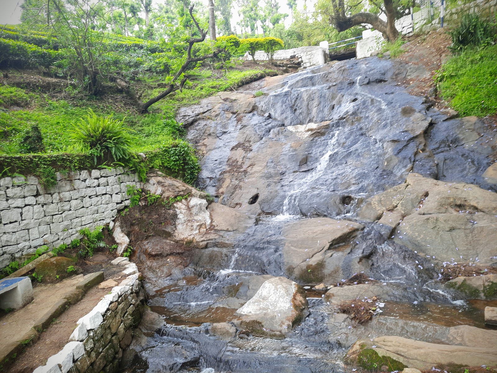 Waterfall Tea Estate