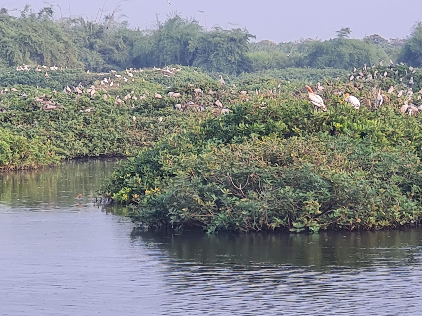 Vedanthangal Bird Sanctuary