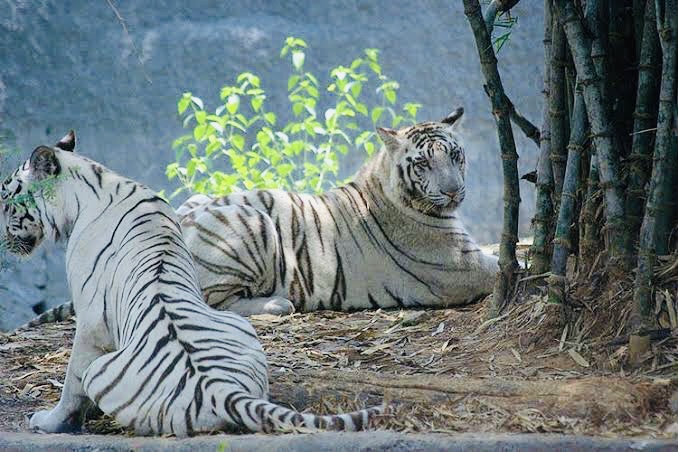 Arignar Anna Zoological Park
