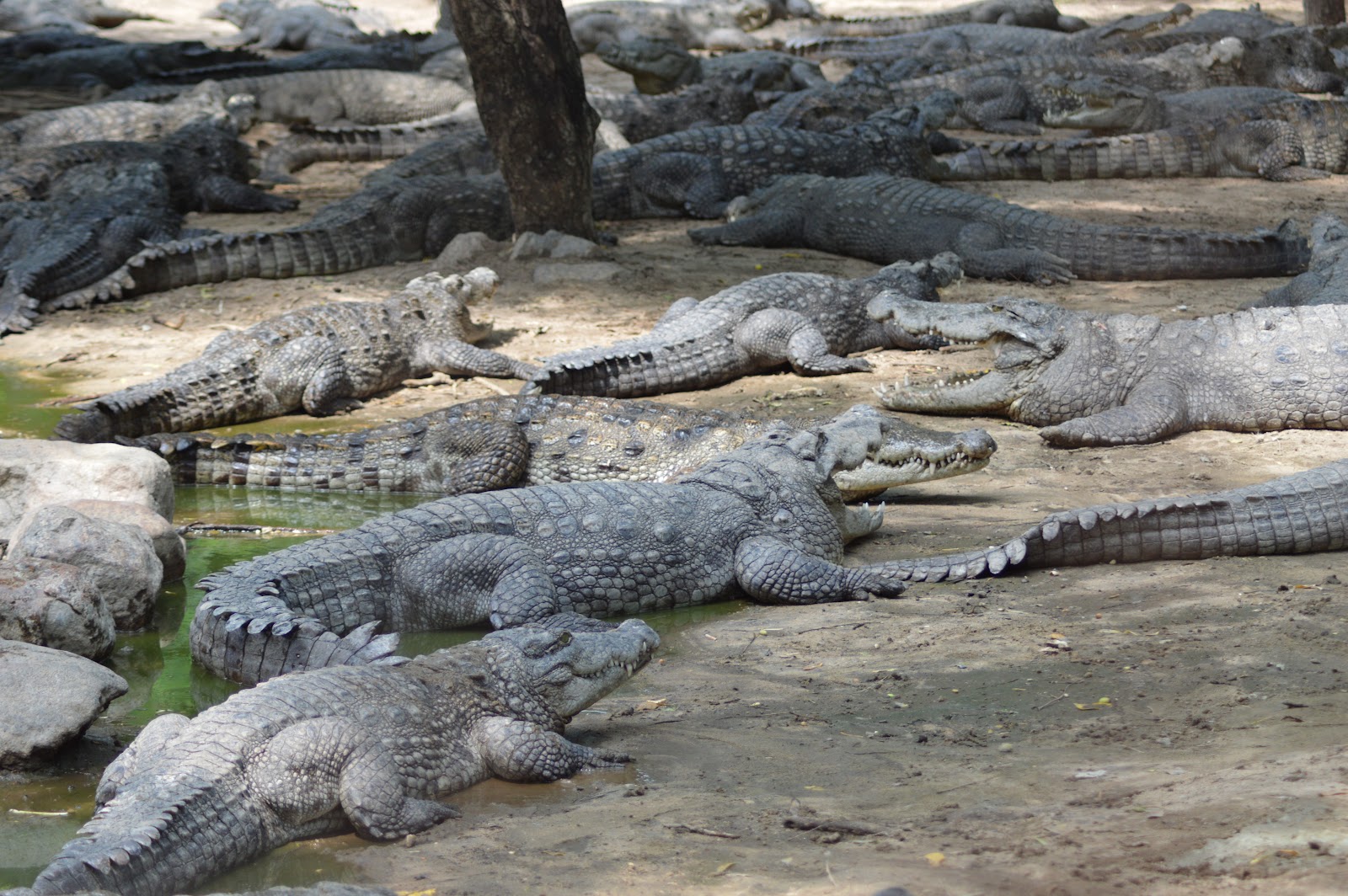 The Madras Crocodile Bank Trust and Centre for Herpetology